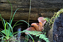 Wald (5v9)_t.jpg